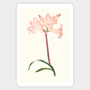 Amaryllis Belladonna - botanical illustration Sticker